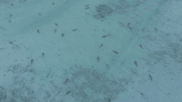 Maya Bay reports record 278 blacktip reef sharks during annual closure Maya Bay reports record 278 blacktip reef sharks during annual closure
