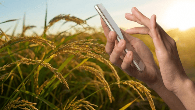 Ministry to launch AI-powered 'Near Harvest' platform to stabilise rice prices Ministry to launch AI-powered 'Near Harvest' platform to stabilise rice prices