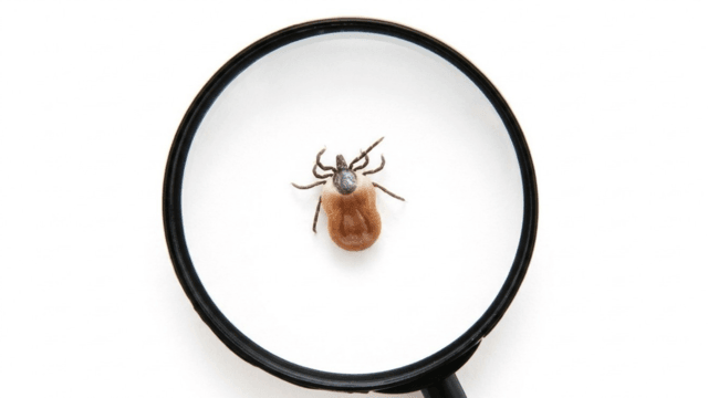Health warning issued over fatal tick-borne virus after two deaths Health warning issued over fatal tick-borne virus after two deaths