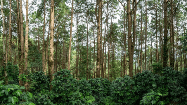 Inside Thailand’s controversial plan to open forests to industry Inside Thailand’s controversial plan to open forests to industry