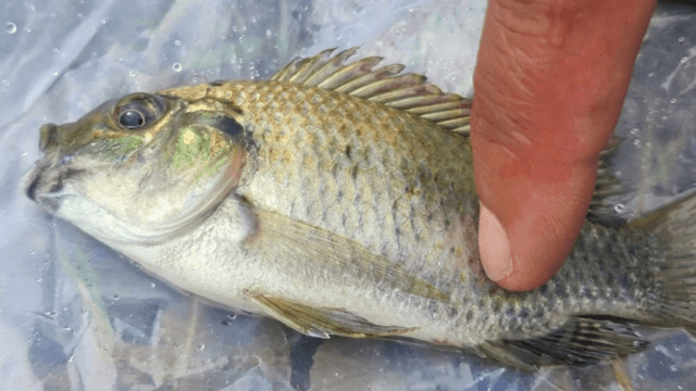 Blackchin tilapia being caught in Lam Pao Reservoir Blackchin tilapia being caught in Lam Pao Reservoir
