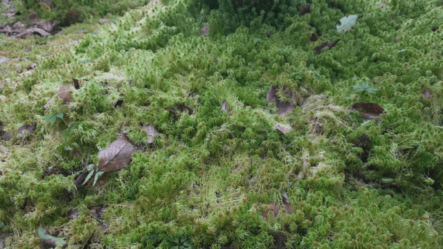 Two Myanmar pre-wedders fined for trampling rare moss at Doi Inthanon Two Myanmar pre-wedders fined for trampling rare moss at Doi Inthanon