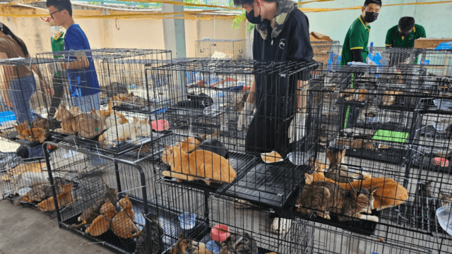 Vietnam busts cat-stealing ring that took 2,700 pets for food Vietnam busts cat-stealing ring that took 2,700 pets for food