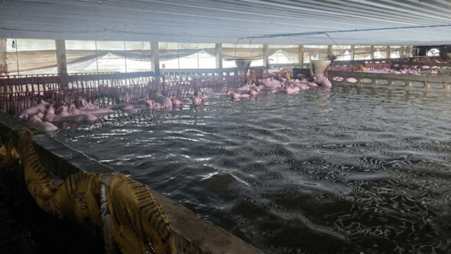 Livestock Dept rushes to clear over 2,000 pig carcasses in flood-hit Prachin Buri Livestock Dept rushes to clear over 2,000 pig carcasses in flood-hit Prachin Buri
