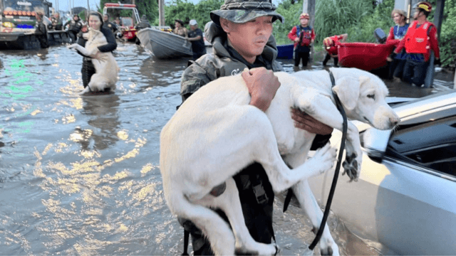 PM's flood evacuation remarks spark criticism from animal lovers PM's flood evacuation remarks spark criticism from animal lovers