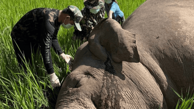 Wild elephant electrocuted to death in Loei paddy field Wild elephant electrocuted to death in Loei paddy field