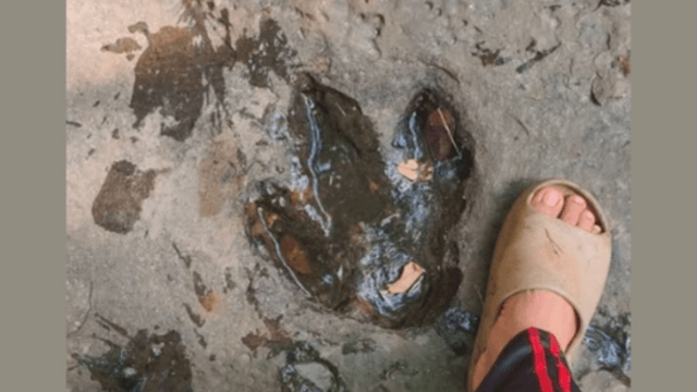 Experts to investigate possible fossilised dinosaur footprint in Udon forest Experts to investigate possible fossilised dinosaur footprint in Udon forest