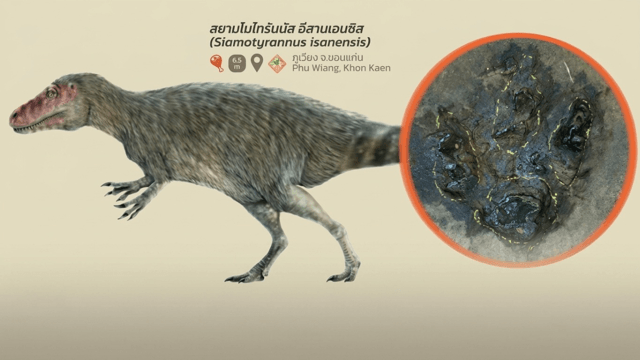Scientists confirm six dinosaur footprints in Udon Thani Scientists confirm six dinosaur footprints in Udon Thani