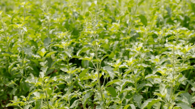 Holy basil registration will not restrict native varieties - CPRAM Holy basil registration will not restrict native varieties - CPRAM