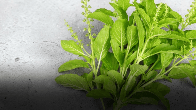 CP Group denies role in CPRAM’s holy basil protection applications CP Group denies role in CPRAM’s holy basil protection applications