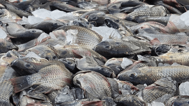 Black-chin tilapia spreads through Ratchaburi waterways after floods Black-chin tilapia spreads through Ratchaburi waterways after floods