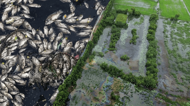 Fish sales slump in Prachin Buri amid fears of industrial contamination Fish sales slump in Prachin Buri amid fears of industrial contamination