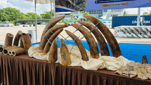 Thai customs seizes ivory, wildlife remains worth over Bt155 million Thai customs seizes ivory, wildlife remains worth over Bt155 million