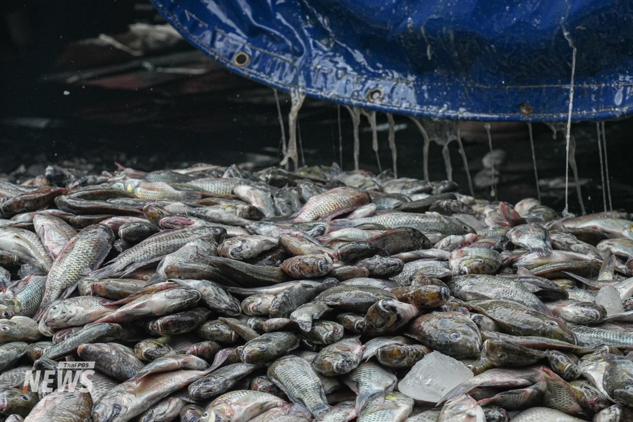A fishy protest: Affected locals dump blackchin tilapia at Government House A fishy protest: Affected locals dump blackchin tilapia at Government House