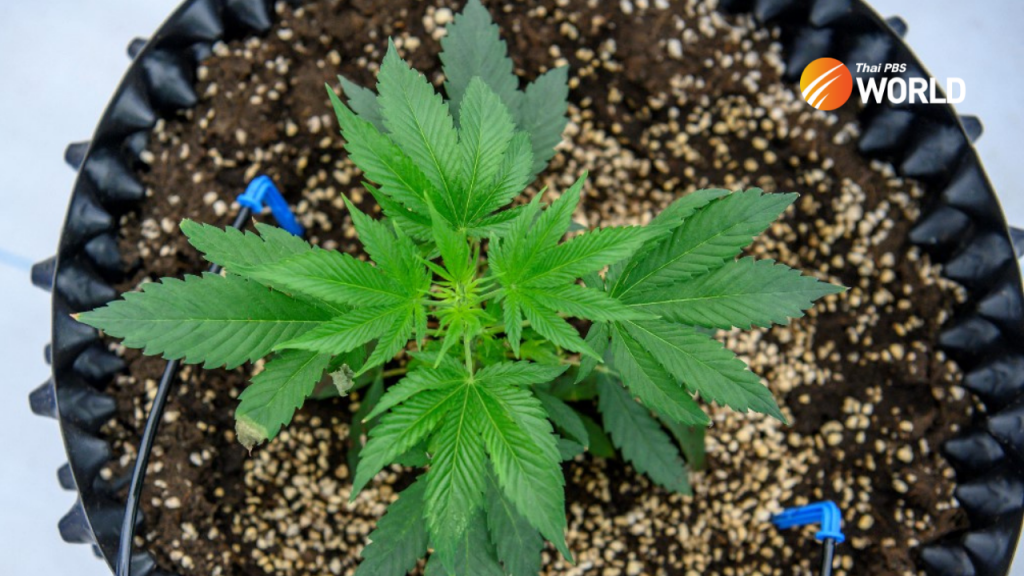 Growers get ready: confusion over cannabis legalisation is about to clear