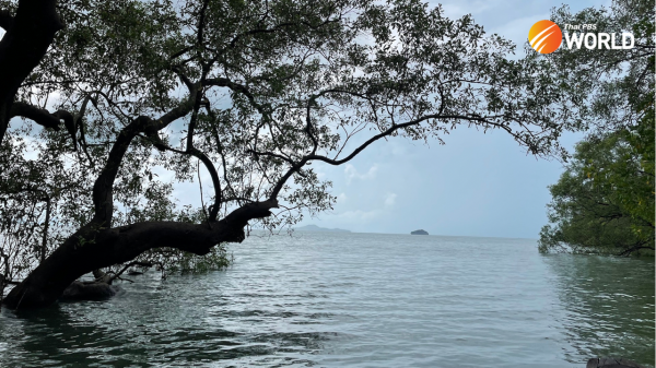 Indulging the senses in the mangrove forest