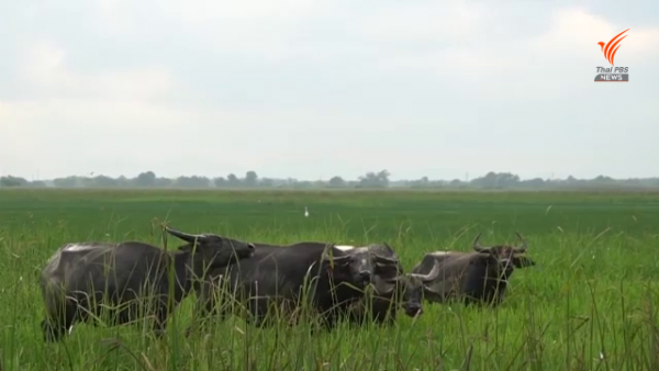 Thái Lan: Đề nghị đưa chăn thả trâu tại Thale Noi vào Hệ thống Di sản Nông nghiệp của LHQ