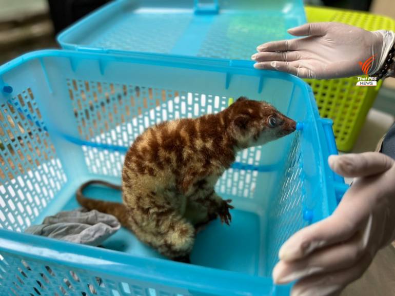 Is India becoming a new market for trafficked animal species from Thailand?  | Thai PBS World : The latest Thai news in English, News Headlines, World  News and News Broadcasts in both