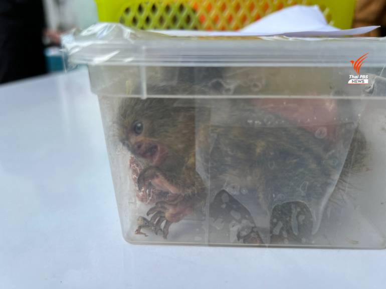 Is India becoming a new market for trafficked animal species from Thailand?  | Thai PBS World : The latest Thai news in English, News Headlines, World  News and News Broadcasts in both
