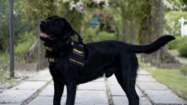 Specially trained dog supporting Thai police in human trafficking and sexual abuse of children cases
