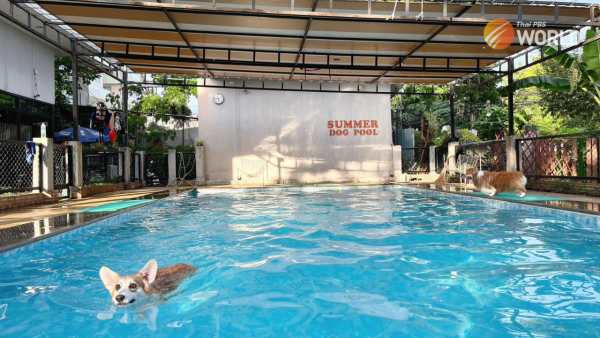 Swimming pool for dogs in Bangkok Photo courtesy of Summer Dog Pool