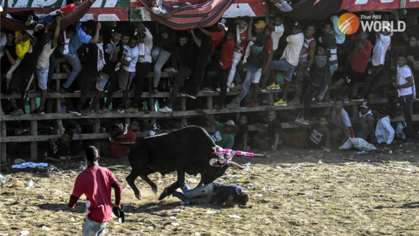 Colombia's bullfighting custom under fire for animal abuse | Thai PBS World  : The latest Thai news in English, News Headlines, World News and News  Broadcasts in both Thai and English. We