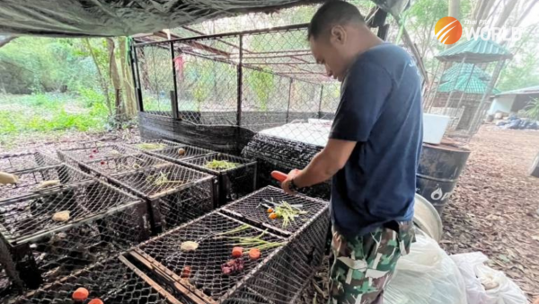 Capture and relocation of alpha macaques in Lop Buri resumes Monday